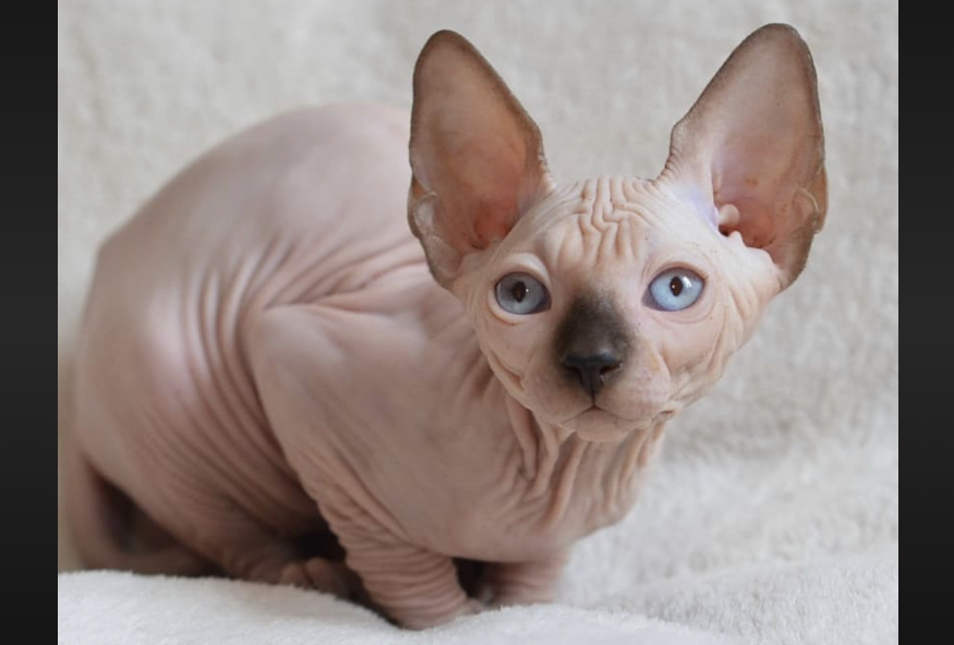 Naked Elegance The Charms Of The Sphynx Cat