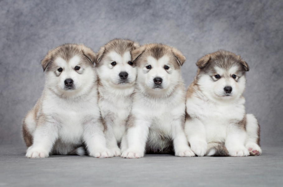 Alaskan Malamute Care And Grooming Alaskan Malamute Care And Grooming