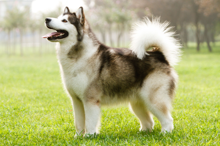 Alaskan Malamute Health And Feeding Alaskan Malamute Health And Feeding