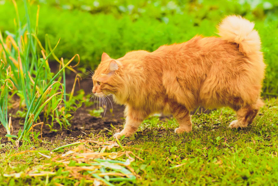 American Bobtail Health American Bobtail Health