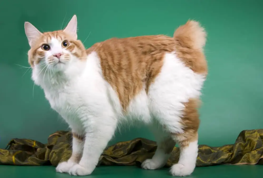 American Bobtail Personality American Bobtail Personality
