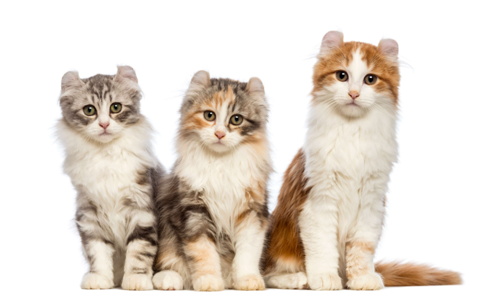 American Curl Grooming And Care American Curl Grooming And Care