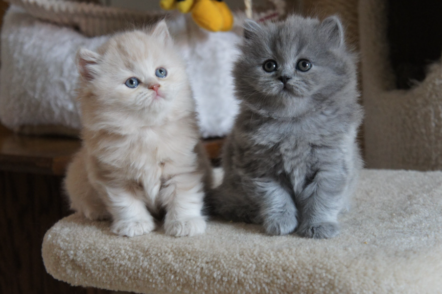 British Longhair Appearance and Color Coating British Longhair Appearance and Color Coating