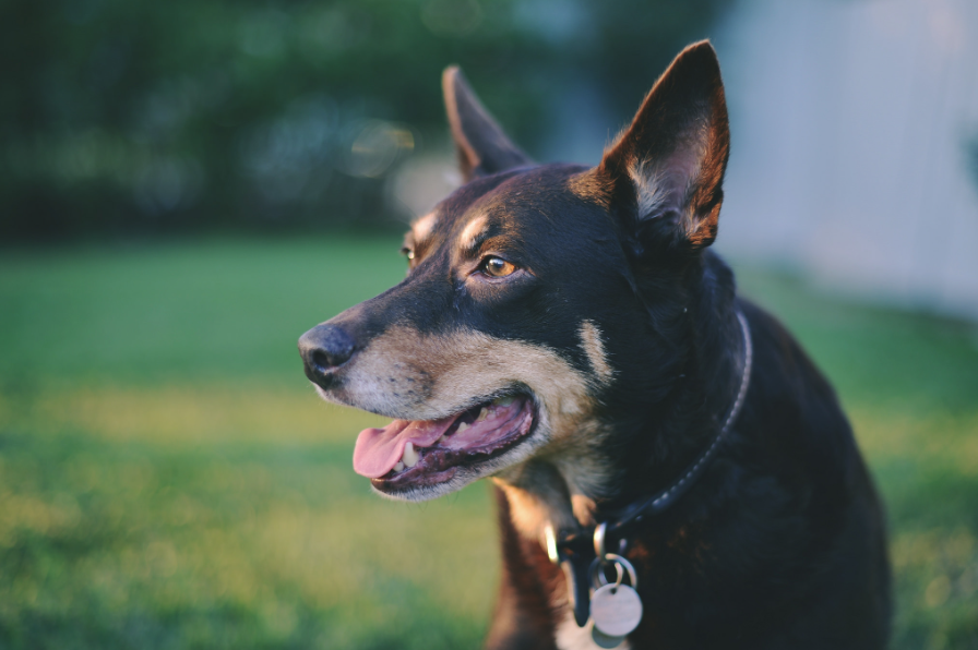 Australian Kelpie Health and Feeding Australian Kelpie Health and Feeding