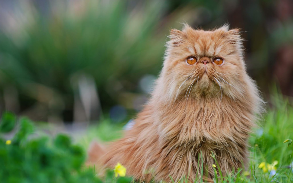 Persian Cat Health and Feeding Persian Cat Health and Feeding