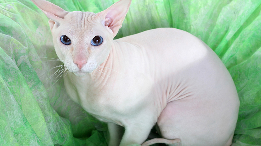 Peterbald Cat Care and Grooming Peterbald Cat Care and Grooming