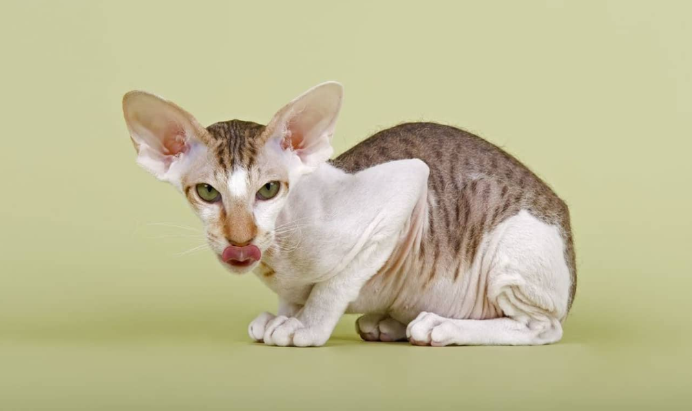 Peterbald Cat Health and Feeding Peterbald Cat Health and Feeding