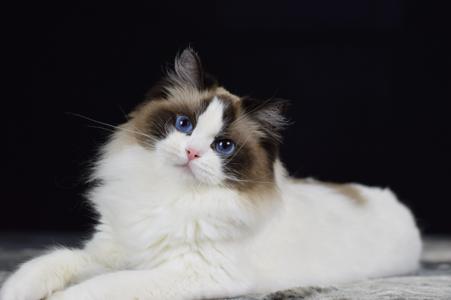 Ragdoll Cat Health and Feeding Ragdoll Cat Health and Feeding
