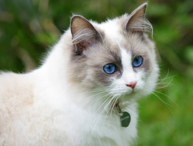 Ragdoll Cat Care and Grooming Ragdoll Cat Care and Grooming