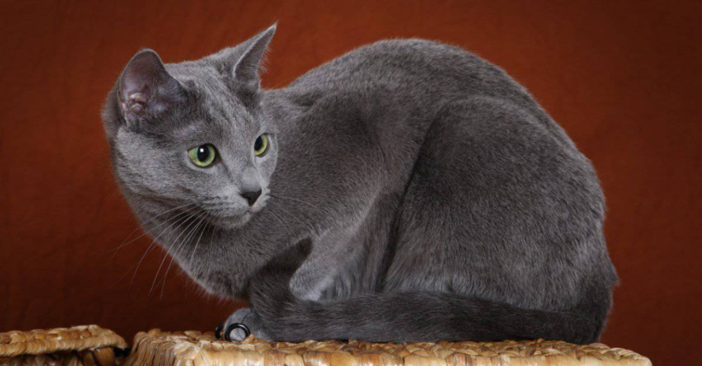 Russian Blue Cat Care and Grooming Russian Blue Cat Care and Grooming