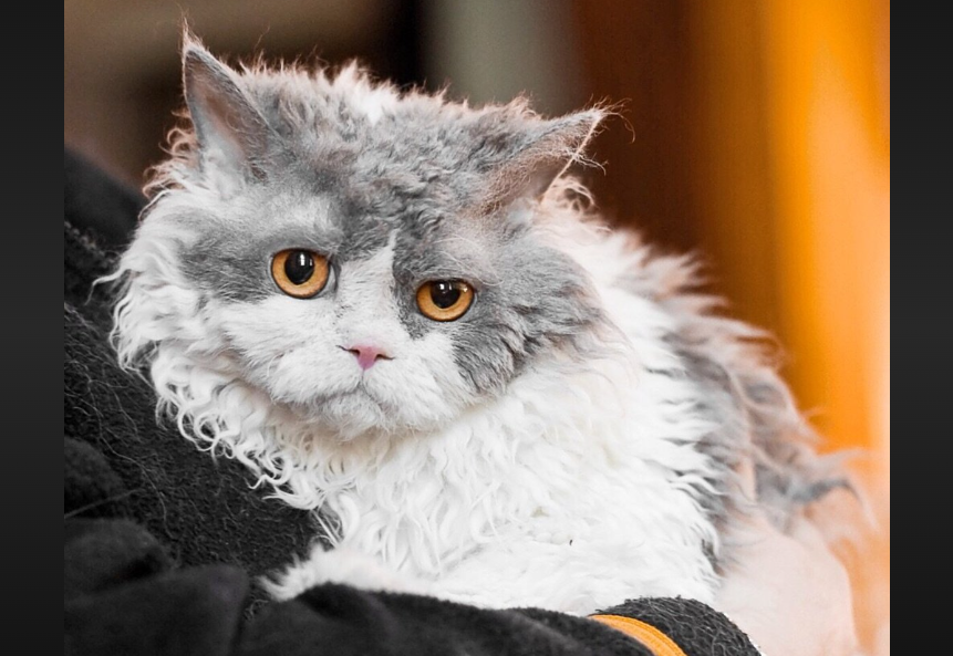 Selkirk Rex Care and Grooming Selkirk Rex Care and Grooming