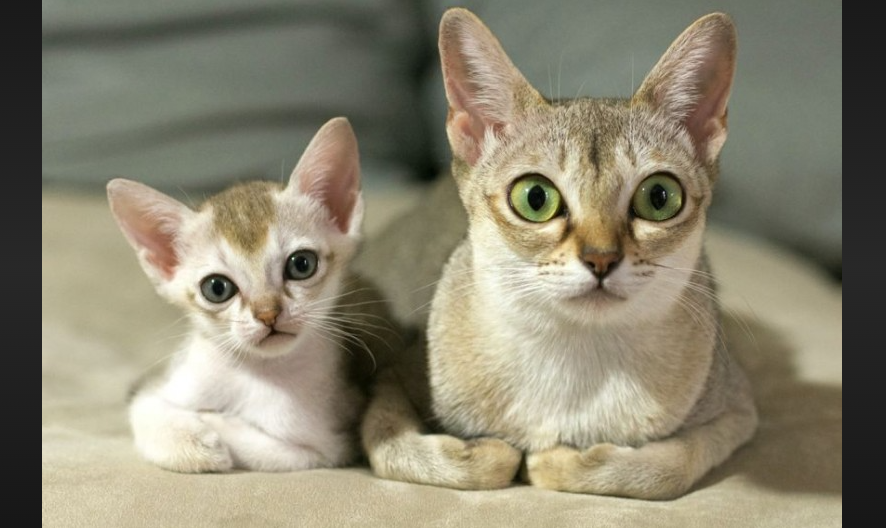 Singapura Cat Care and Grooming