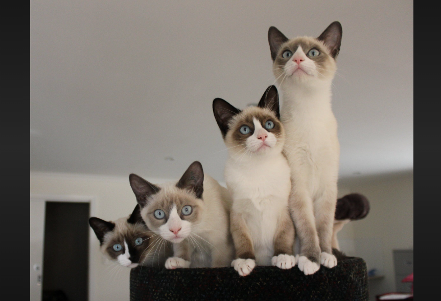 Snowshoe Cat Care and Grooming Snowshoe Cat Care and Grooming