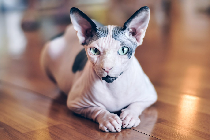 Sphynx Cat Health and Feeding Sphynx Cat Health and Feeding
