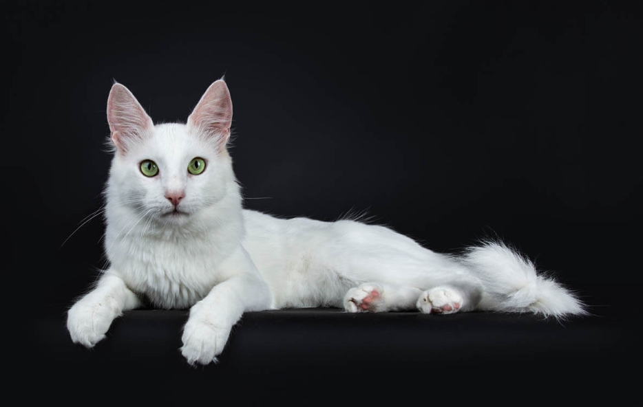 Turkish Angora Care and Grooming Turkish Angora Care and Grooming
