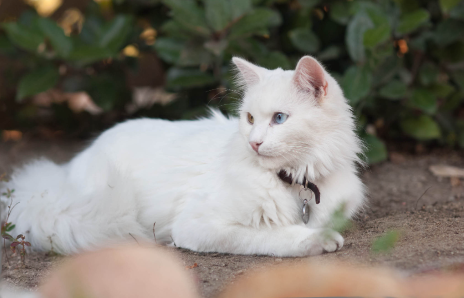 Turkish Angora Health and Feeding Turkish Angora Health and Feeding