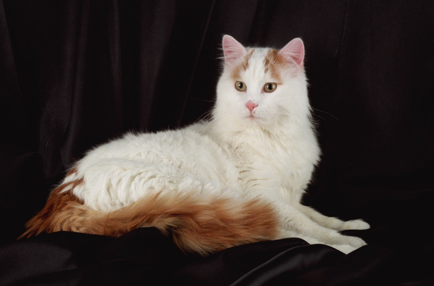 Turkish Van Health and Feeding Turkish Van Health and Feeding