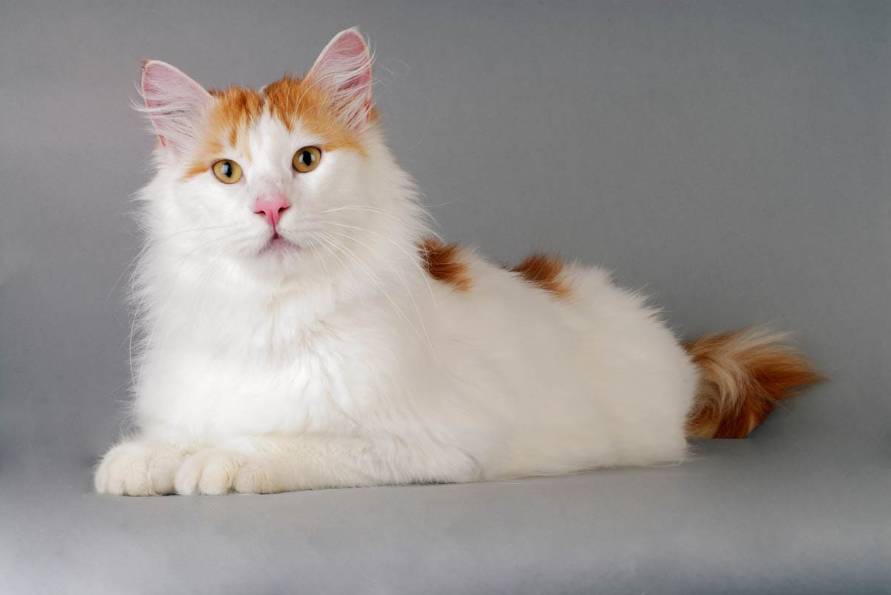 Turkish Van Care and Grooming Turkish Van Care and Grooming
