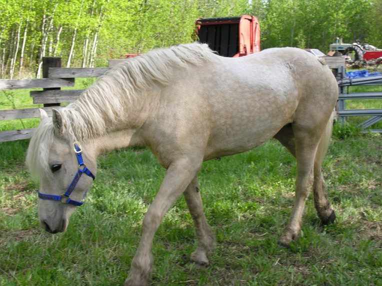 American Bashkir Curly Health and Feeding American Bashkir Curly Health and Feeding