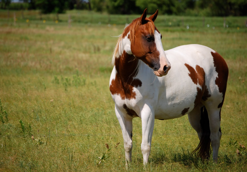 American Paint Horse Health and Feeding American Paint Horse Health and Feeding