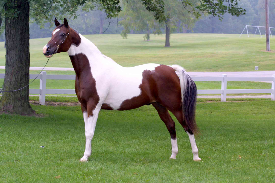 American Saddlebred Health and Feeding American Saddlebred Health and Feeding