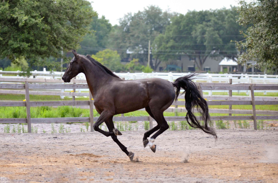 American Saddlebred Care and Grooming American Saddlebred Care and Grooming