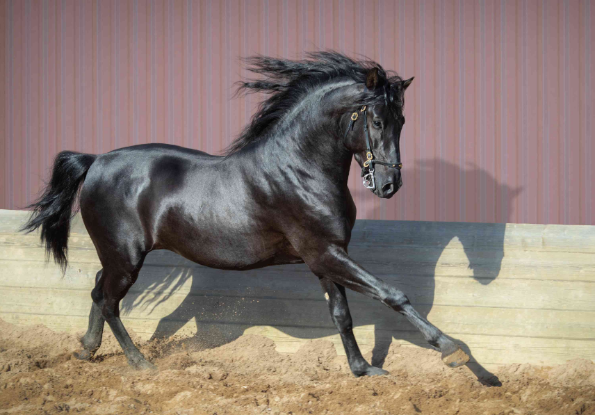 Andalusian Horse Care and Grooming Andalusian Horse Care and Grooming