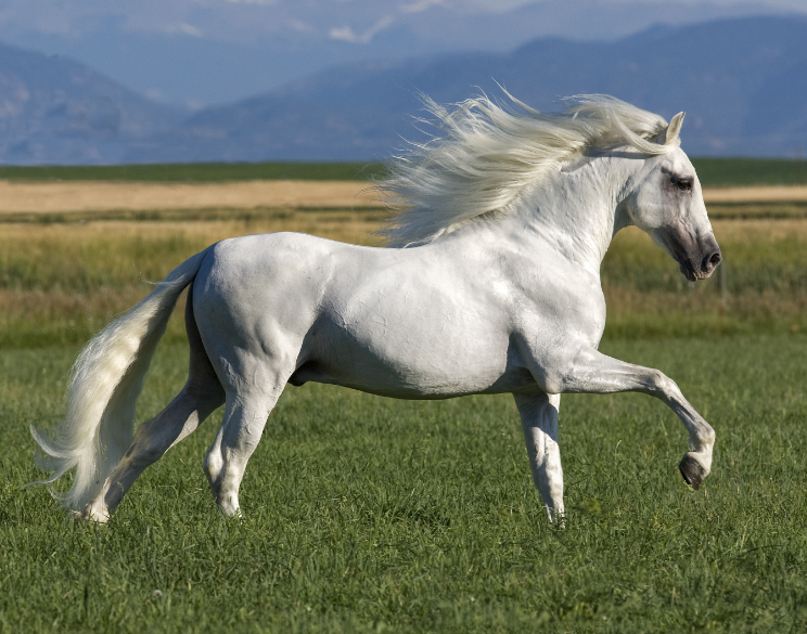 Andalusian Horse Health and Feeding Andalusian Horse Health and Feeding