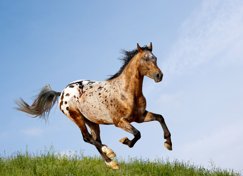 Appaloosa Horse Care and Grooming Appaloosa Horse Care and Grooming