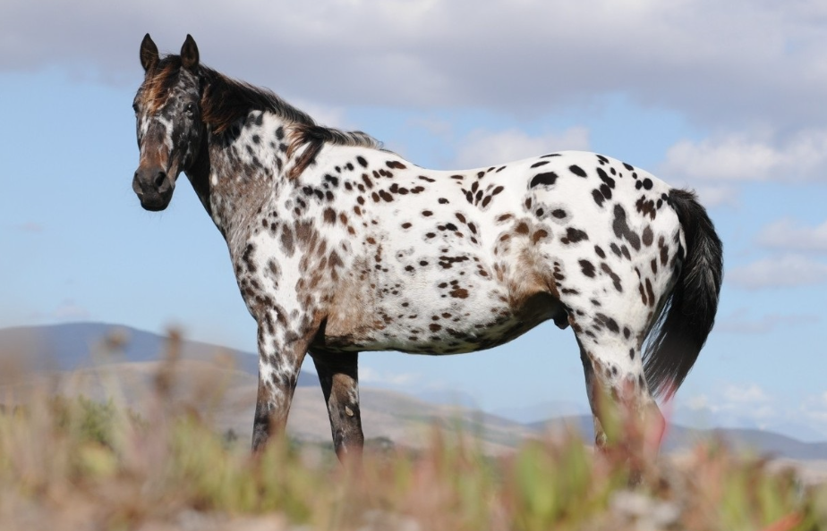 Appaloosa Horse Health and Feeding Appaloosa Horse Health and Feeding
