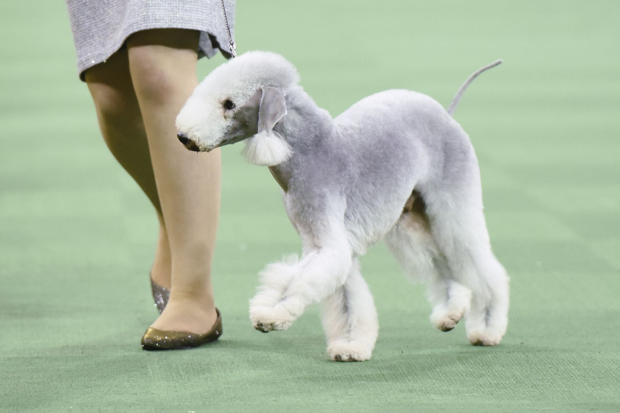 Bedlington Terrier Care and Grooming