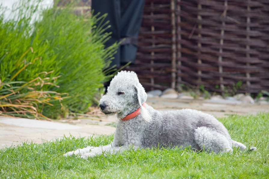 Bedlington Terrier Health and Feeding Bedlington Terrier Health and Feeding