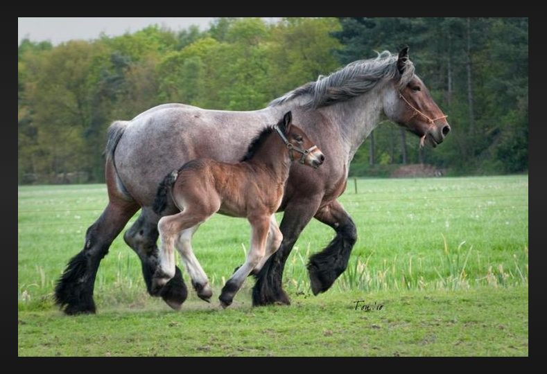 Belgian Draught Horse Care and Grooming Belgian Draught Horse Care and Grooming
