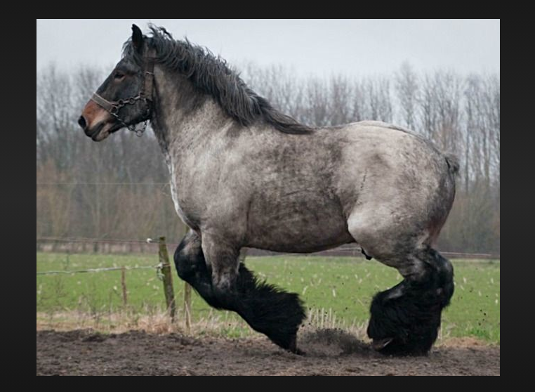 Belgian Draught Horse Health and Feeding Belgian Draught Horse Health and Feeding