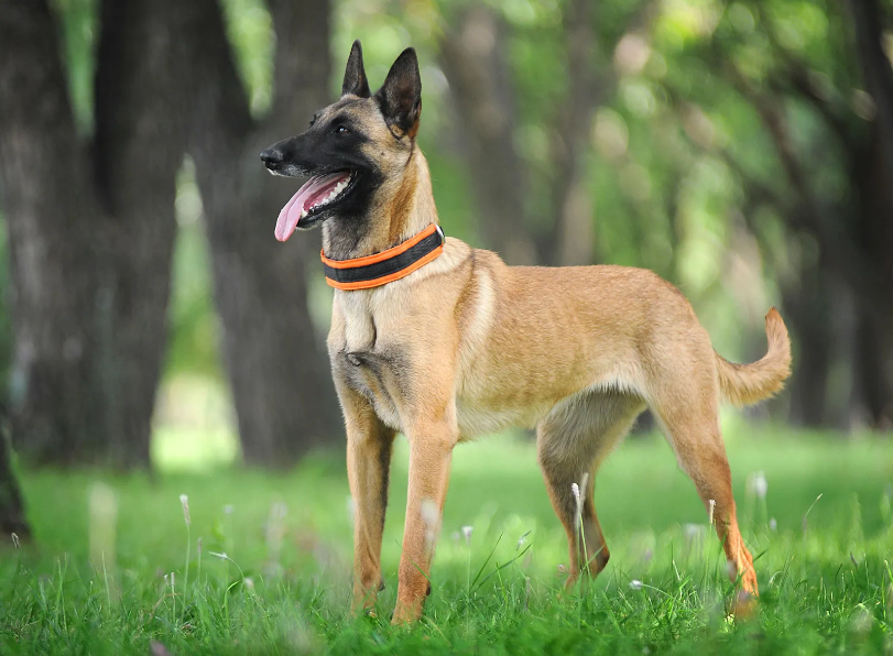 Belgian Malinois Care and Grooming Belgian Malinois Care and Grooming