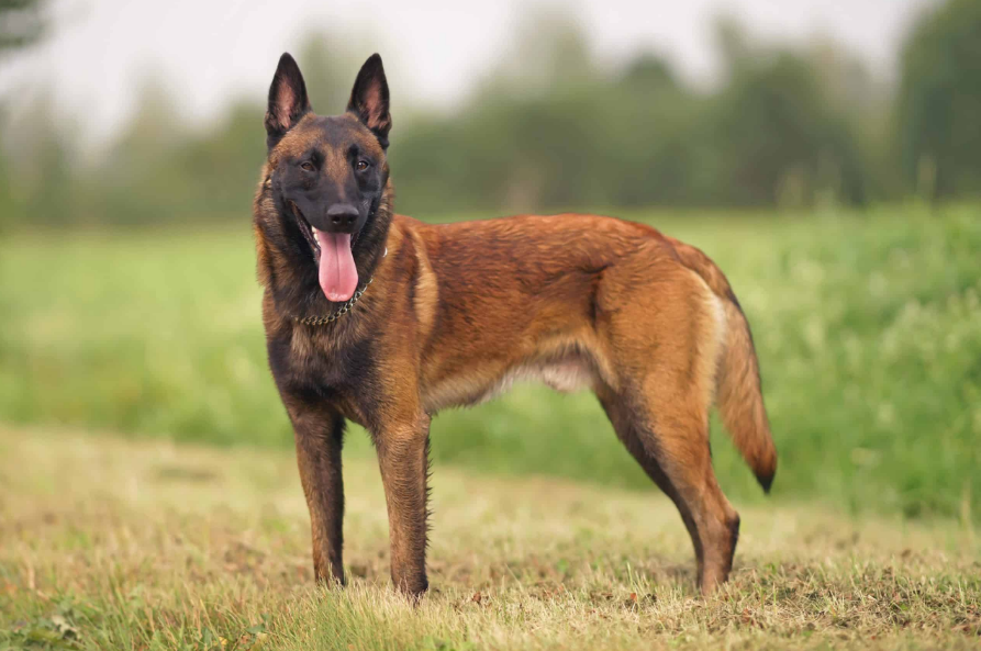 Belgian Malinois Health and Feeding Belgian Malinois Health and Feeding