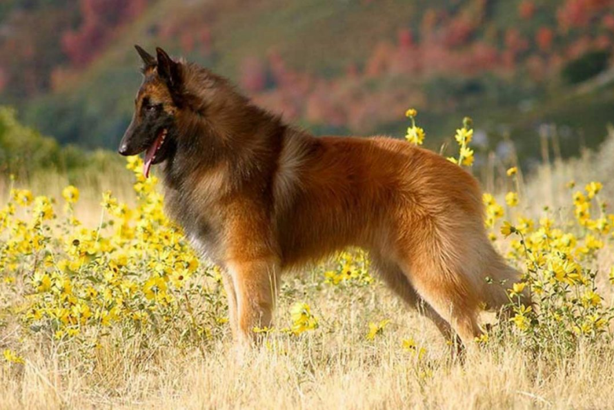 Belgian Sheepdog Health and Feeding Belgian Sheepdog Health and Feeding
