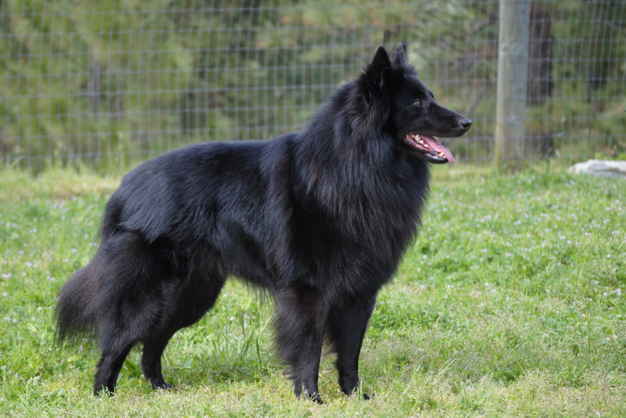 Belgian Sheepdog Care and Grooming Belgian Sheepdog Care and Grooming