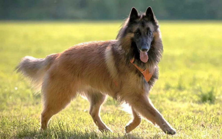 Belgian Tervuren Care and Grooming Belgian Tervuren Care and Grooming