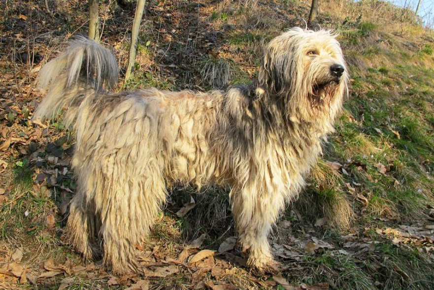 Bergamasco Sheepdog Health and Feeding Bergamasco Sheepdog Health and Feeding