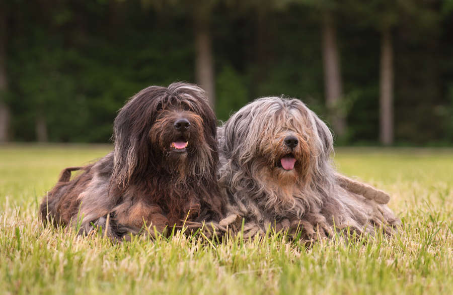 Bergamasco Sheepdog Care and Grooming Bergamasco Sheepdog Care and Grooming