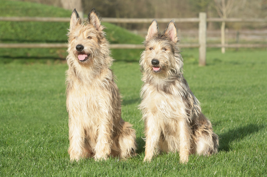 Berger Picard Care and Grooming Berger Picard Care and Grooming