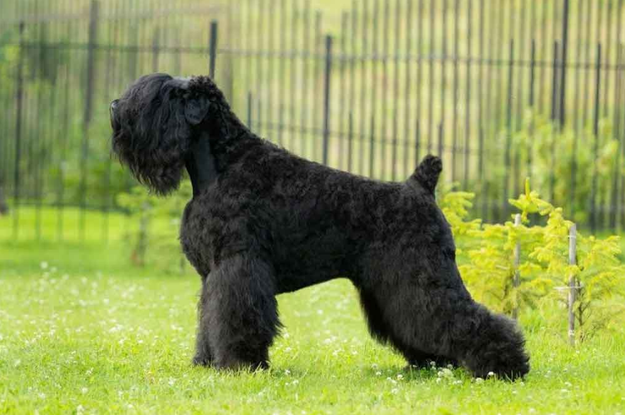 Black Russian Terrier Care and Grooming Black Russian Terrier Care and Grooming
