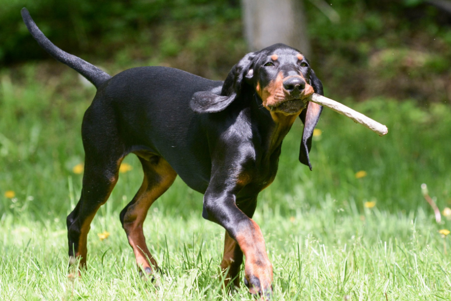 Black and Tan Coonhound Health and Feeding Black and Tan Coonhound Health and Feeding