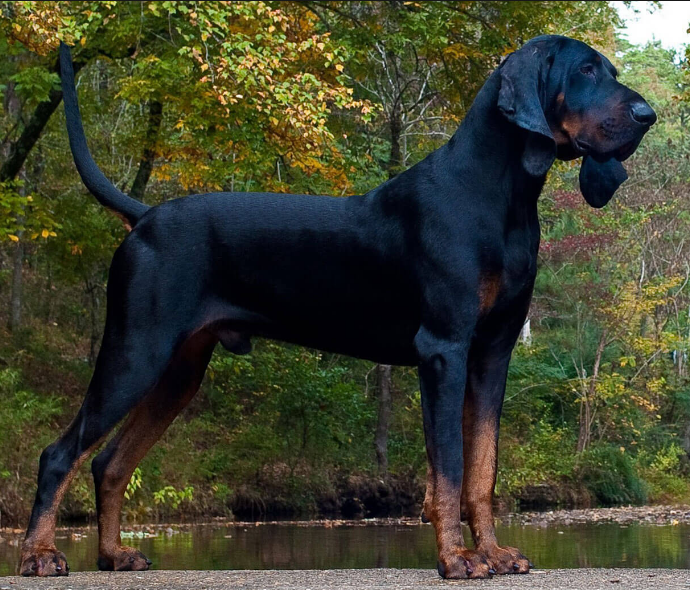 Black and Tan Coonhound Care and Grooming Black and Tan Coonhound Care and Grooming