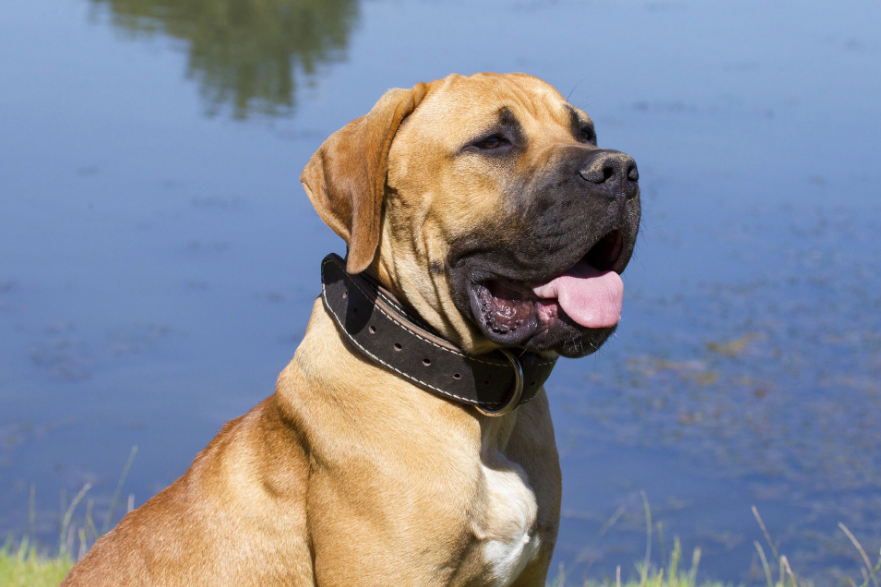 Boerboel Care and Grooming Boerboel Care and Grooming