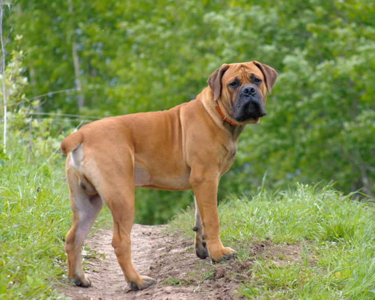 Boerboel Health and Feeding Boerboel Health and Feeding