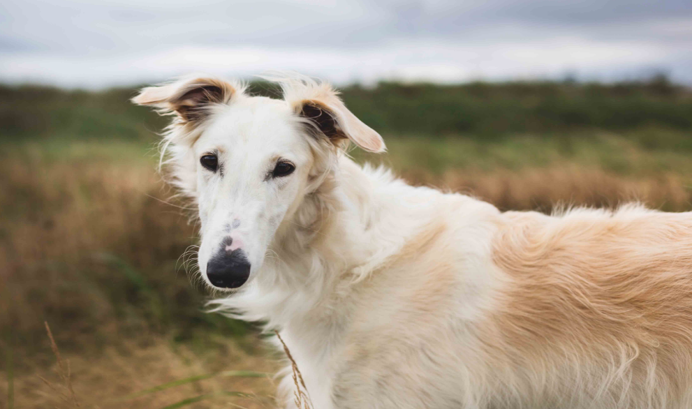 Borzoi Health and Grooming Borzoi Health and Grooming