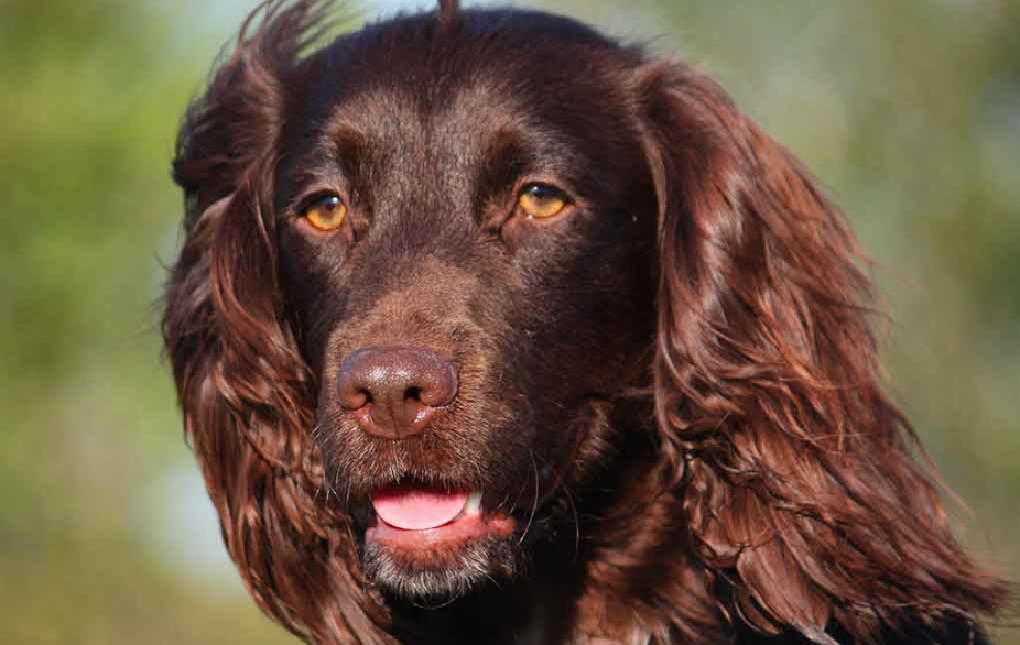 Boykin Spaniel Care and Feeding Boykin Spaniel Care and Feeding