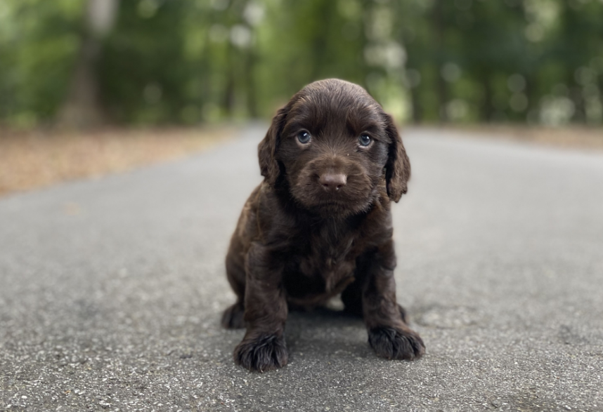 Boykin Spaniel Health and Grooming Boykin Spaniel Health and Grooming